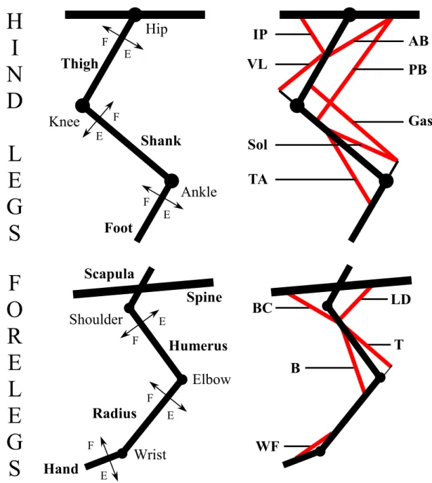 Figure 3.2: Muscular models of the fore and hind legs. For each joint, the directions of flexion (F) or extension (E) are indicated.
