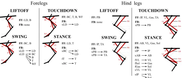 Figure 3.6: Muscles activated in each synergy (left: forelegs, right: hind legs). Active muscles are represented in red, while inactive muscles are in gray