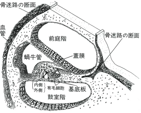 図 2. 蝸牛の断面模式図（亀田，1986）[3]。 