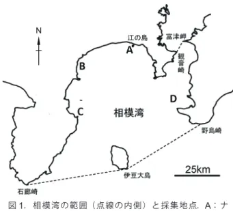図 1 ．相模湾の範囲（点線の内側）と採集地点． A ：ナ ル ト ビ エ イ  Aetobatus flagellum ； B ： ヒ メ イ ト マ キ エ イ  Mobula diabolus ； C, D ： ユ メ タ チ モ ド キ Evoxymetopon taeniatus ．