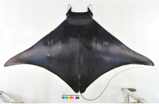 図 3 ．ヒメイトマキエイ  Mobula diabolus ， KPM-NI 26741 ，雌，体盤幅 1860.0mm ，体盤長 950.0mm ，全長 2100.0mm ，神奈川県小田原市米神沖．