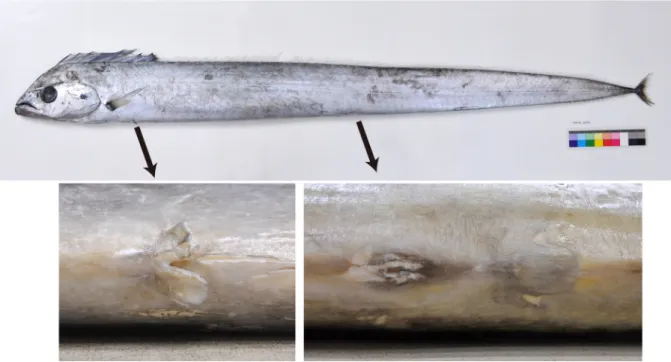 図 6 ．ユメタチモドキ  Evoxymetopon taeniatus ， KPM-NI 26176 ，体長 1638.0mm ，房総半島館山湾沖産．左下：鱗状 の腹鰭（左側は一部破損）；右下：肛門と鱗状の臀鰭第 1 鰭条．