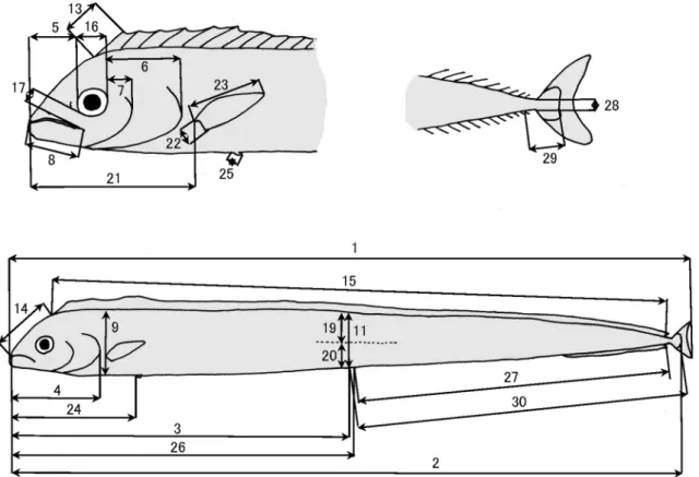 図 7 ．ユメタチモドキ  Evoxymetopon taeniatus  の計測部位．