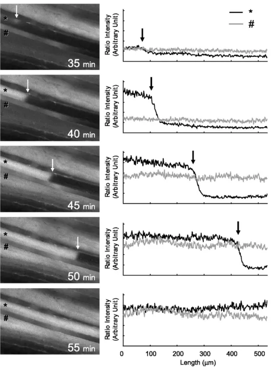 Fig. 10. Two distinctly different profiles of [Ca 2+ ] i  increase during the in vitro protocol