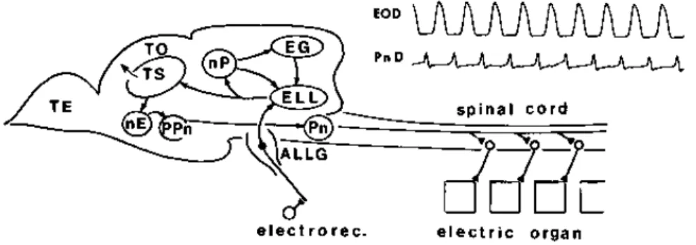 図 3.3: 弱電気魚の脳の断面図 (各器官の空間的位置関係を示す)。発電器官によっ て集められた EOD AM 情報は、後脳にある電気感覚側線葉 (ELL) に集められる。