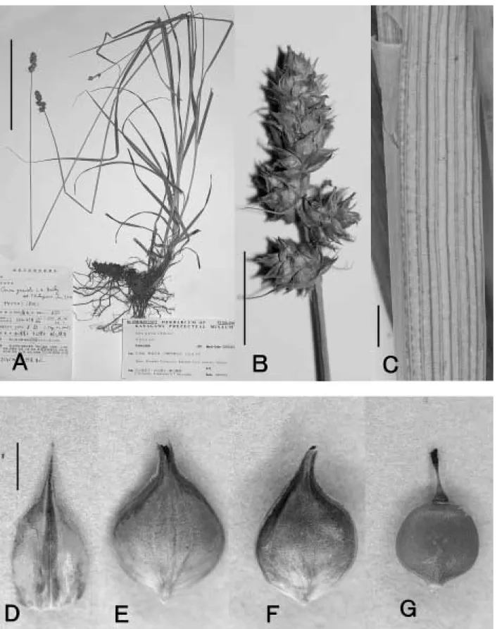 図  2.   サヤシロスゲ  Carex gravida L.H.Bailey var. lunelliana (Mack.) F.J.Herm.