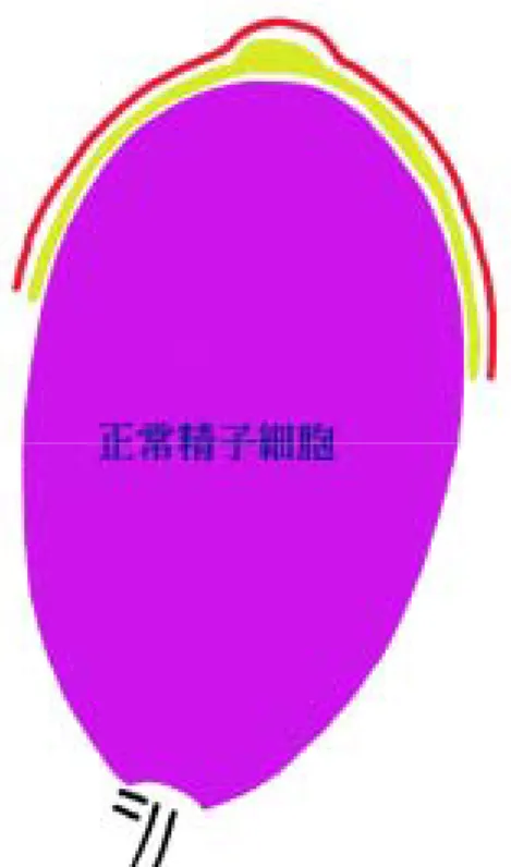 図 19.  ステップ 9 精子細胞の略図。ピンクの核に尖 体   ( 黄緑色 )  が帽子状に接している。尖体に接する セルトリ細胞にはセルトリ細胞・精子細胞間の特殊 接合装置   ( 赤色 )  が存在する。精子細胞、セルトリ 細胞の細胞膜は省略してある。 図 20