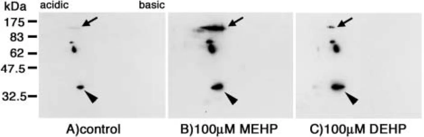図 22.  セルトリ細胞株 TM4 に MEHP 、 DEHP を投与したときのタンパク質チロシンリン酸化パターンの変