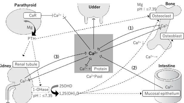 Figure  1.  Schematic of  Ca  metabolic control  in dairy  cows  (modified  from  Yamagishi,  2012)