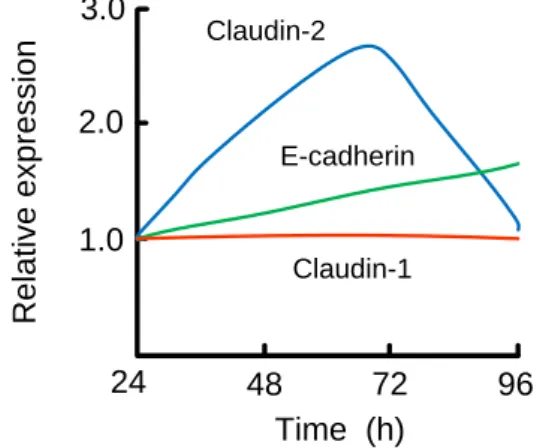 Fig.  2.  Relative  expression  of  claudin-1,  claudin-2  and  E-cadherin in lung adenocarcinoma cells