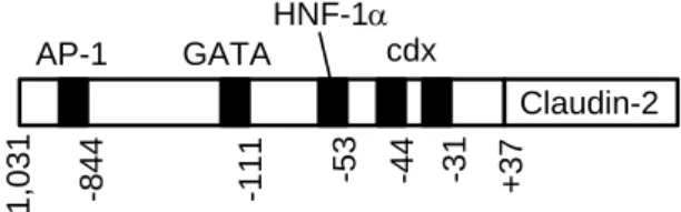 Fig. 8.    Schematic  drawing of transcriptional  binding sites  in human claudin-2 promoter