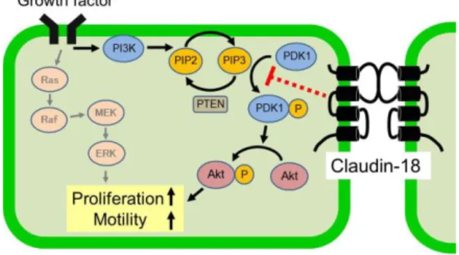 Fig.  12.    Scheme  of  inhibition  of  cell  proliferation  by  claudin-18 in lung cancer cells