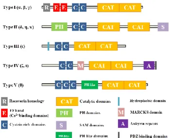 Fig. 1. Gq-protein-coupled receptor downstream signaling. 