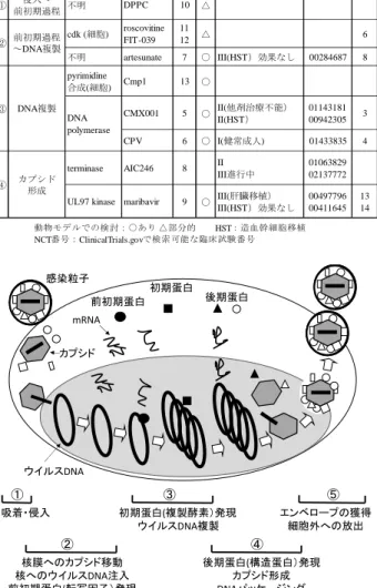 Table 2.  新規抗 CMV 化合物の標的・開発状況  Fig. 4. CMV の細胞内増殖ステップ模式図 a. DNA 複製を阻害する核酸アナログ      シドフォビル(CDV)は、長時間作用性のヌクレオチド類 似物質で，ヘルペスウイルス科のみならず、アデノウイル ス、ヒトパピローマウイルス、ヒトポリオーマウイルスな どの DNA ウイルスの複製を阻害する。CDV は、ACV や GCV 耐性株に対しても有効である。我国において、未承 認である CDV は、 GCV 耐性出現に際して FOS が使
