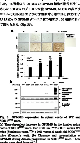 Fig.  3    GPNMB  expression  in  spinal  cords  of  WT  and  SOD1 G93A  mice.   