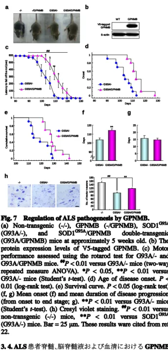 Fig. 7    Regulation of ALS pathogenesis by GPNMB.   