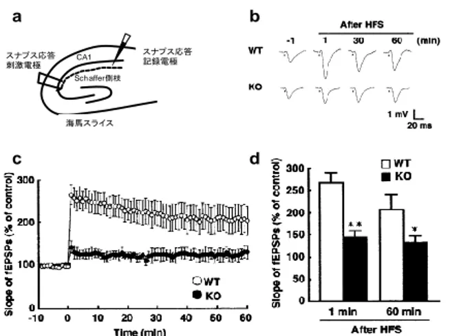 Fig.  6.    Long-term  potentiation  (LTP)  in  HB-EGF  KO  mice.     