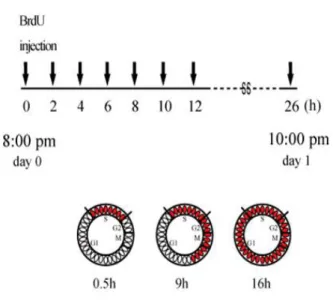 Table 1. Gene expression profile of the cells with same  birthday in the cerebral cortex of the P10 control and Poly  I:C-E9.5 