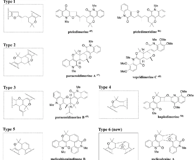 Fig. 3.    Plausible biosyntheses of melicodenines A and B 