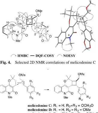 Fig. 5.    Plausible biosyntheses of melicodenines C – E 
