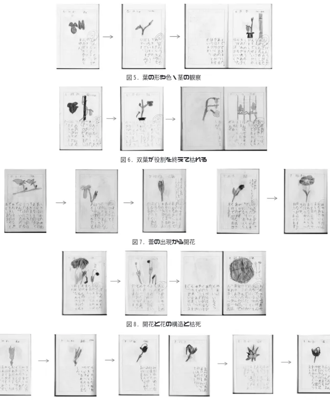 図 8 では, 花が次々と咲いては萎み, 枯れていく様子 を観察している. 併せて, めしべやおしべの記録も見ら れる. 母親との会話も記述されている. この後, 押し花・ 押し葉を作って, 貼り付けている