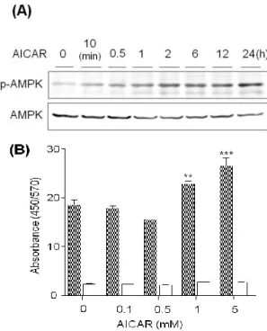Fig. 3. Effect of AMPK on the AQP9 mRNA expression. 