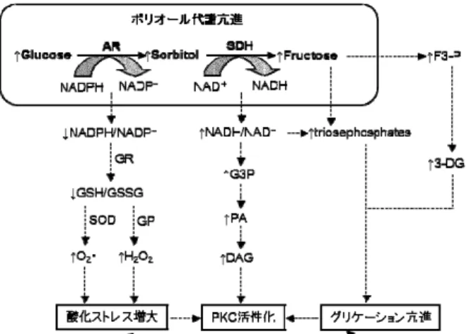 Fig. 2    Acceleration of polyol pathway and related  metabolic disturbances