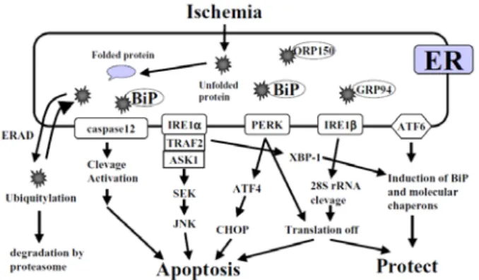 Fig. 1 ER-stress response signal pathway 