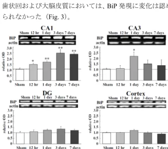 Fig. 2 Change in levels of BiP in gerbil hippocampus and  cortex 