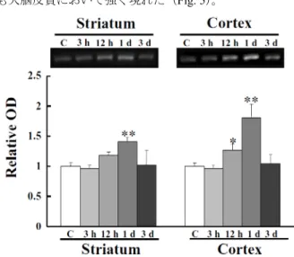 Fig. 4 Change in levels of BiP expression in the striatum  and cortex after MCAO 