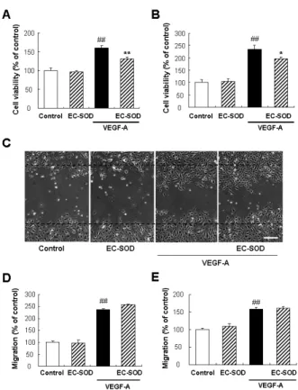 Fig.  9    Effects of EC-SOD on VEGF-induced cell  proliferation and migration in HUVECs and HRMECs