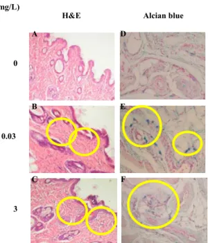 Figure 10. Histological changes in the skin of rats treated with TCE  in drinking water for 2 weeks