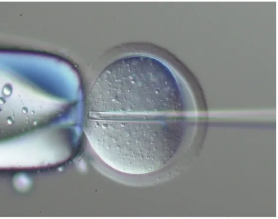 図 1  顕微受精の様子 