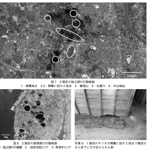 図 7 3 頭目の独立期の行動軌跡 1：捕獲地点 2,3：頻繁に訪れた地点 4：権現山 5：矢勝川 6：中山城址 図 8 3 頭目の発情期の行動軌跡 1：独立期の行動圏 2 ：知多市西エリア 3：常滑市エリア 4：知多市東エリア →：移動方向 写真 9 1 頭目のキツネが頻繁に訪れた地点で確認さ れた多くの実のなったビワ 写真 10 3 頭目のキツネが頻繁に訪れた「西狐谷」の池写真 8 1 頭目のキツネが頻繁に訪れた地点で確認された床下に穴が空けられた祠