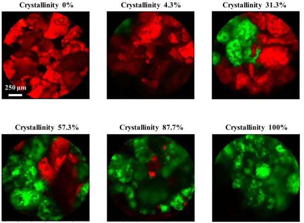 Figure 7. Raman images of the mixtures composed of 5% PVP solid dispersion and  γ form IMC