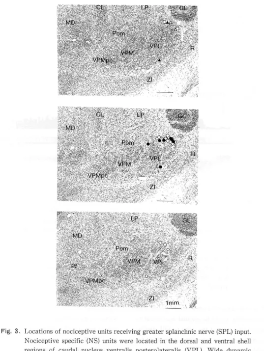 Fig. 3. Locations of nociceptive units receiving greater splanchnic nerve (SPL) input
