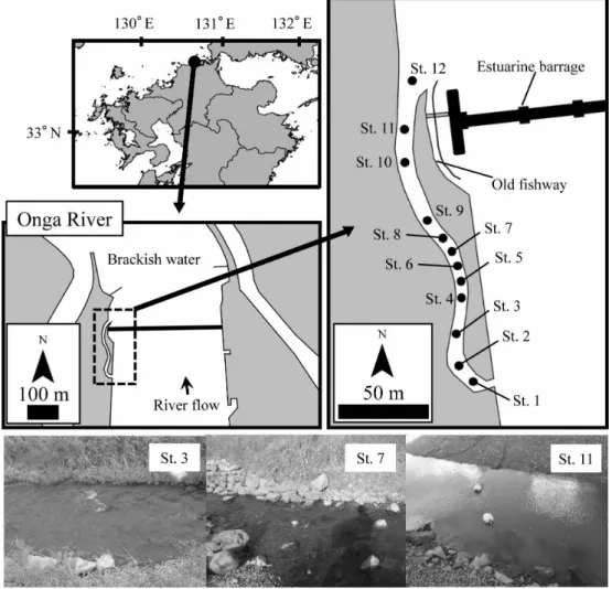 Fig. 1.　Map of survey sites on the new fish-way on the Onga River estuary barrage.