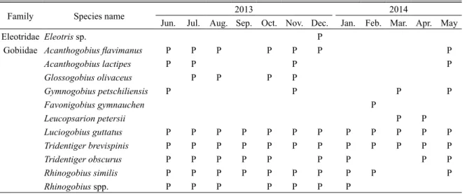 Table 1.　Gobioidei species observed in the new fish-way from June 2013 to May 2014 