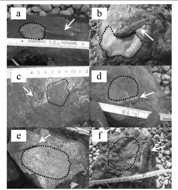 Fig. 2.　Spawning nests with a male guarding the egg clutch, (a) Acanthogobius lactipes, (b)  Glossogobius olivaceus, (c) Leucopsarion petersii, (d) Rhinogobius similis, (e) Tridentiger brevispinis,  (f)  Tridentiger obscurus