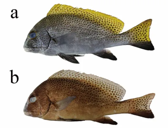 Diagramma melanacrum Johnson and Randall, 2001 ヒレグロコロダイ（新称） （Fig. 1; Table 1） 記載標本 BSKU 50087，226 mm SL，沖縄県八 重山郡竹富町西表島白浜，刺し網，2011 年 10 月 9 日，採集者 : 山川 武・朝岡 隆・原田邦生． 標徴 本種は次の形質の組み合わせで同属他種 と識別できる．側線有孔鱗数 55‒57；背鰭第 3 も しくは第 4 棘が最長で，背鰭第 1 棘長が第 2 棘長 の 43.2‒60.4％；腹