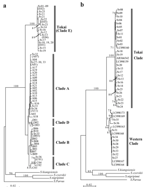 Fig. 2.　a. Neighbor-joining (NJ) tree of Sarcocheilichthys variegatus variegatus, S. v