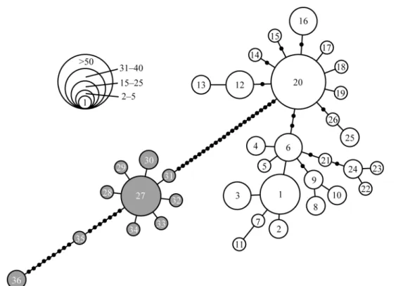 Fig. 3.　Minimum spanning network of Sarcocheilichthys variegatus derived from cytochrome b  sequences (1135 bp).