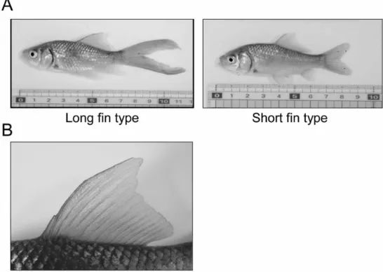 Table 1.　Numbers and morphological types of tetsugyo  analyzed in this study 