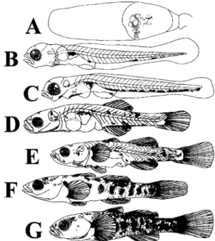 Fig. 1. Morphological changes in reared egg, larvae and  juvenile of  Rhinogobius sp. BF