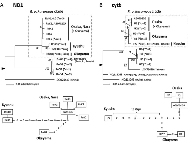 Fig. 2.　Maximum likelihood haplotype trees of Rhodeus ocellatus (upper) and statistical parsimony networks of the R