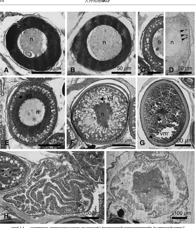 Fig. 4. Oocytes of Pseudorasbora pumila subsp. A, Early peri-nucleolus stage. B, Late peri-nucleo- peri-nucleo-lus stage