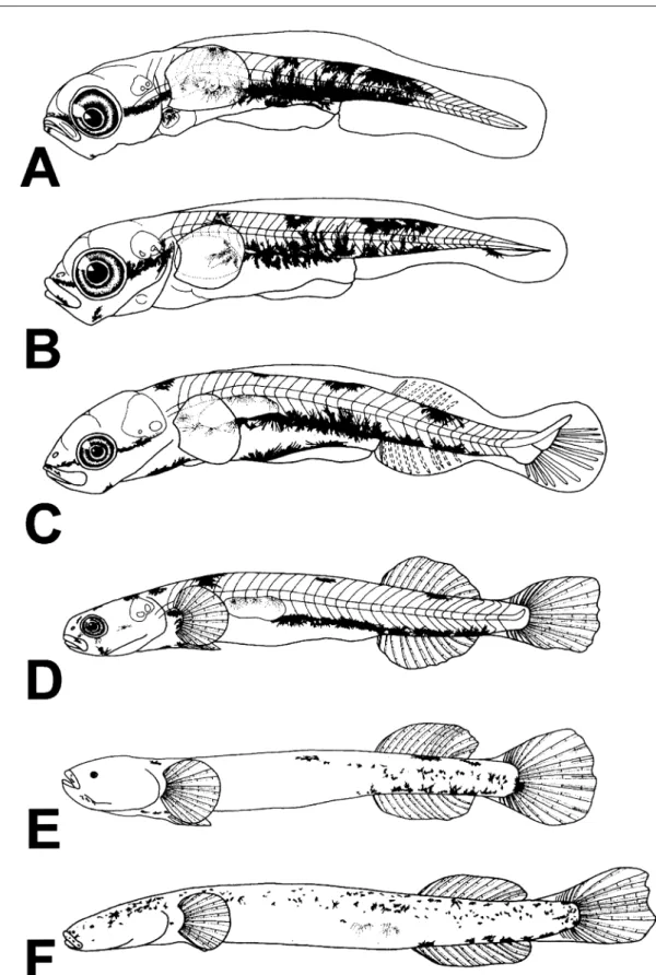 Fig. 3. Morphological changes in reared larvae and juveniles of Luciogobius pallidus. A) hatched larva, 3.0 mm in notochord length (NL), WMNH-2007-PIS