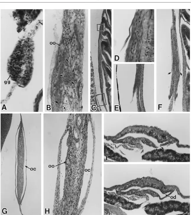 Fig. 1. Early differentiation of gonads in Chaetodon auripes collected August–October, from Omaezaki (mouth of Suruga Bay)