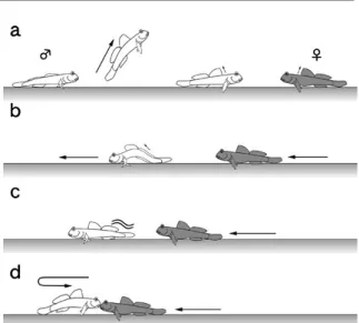 Fig. 5. Schematic illustration of courtship behavior in Periophthalmus modestus. a) A male jumping  con-tinuously with expanding his dorsal fin