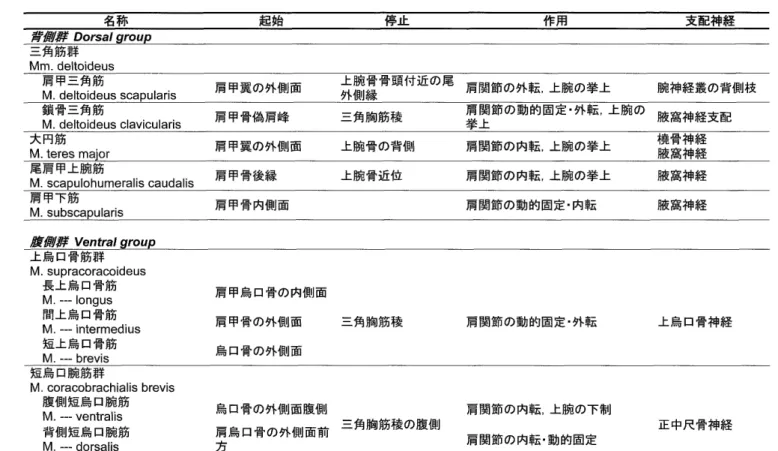 表 2 ． 　肩 帯 筋 碧 羊 ．